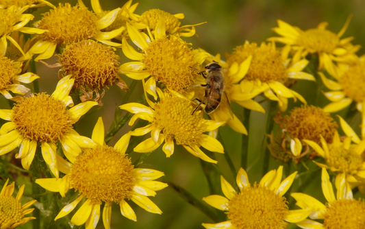 The Power of Arnica.