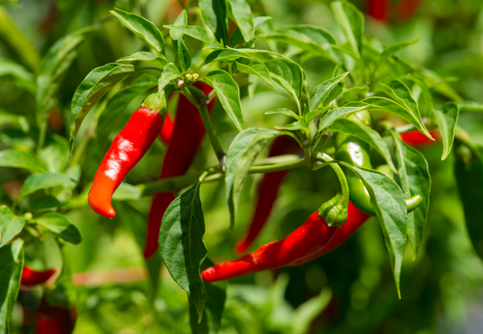 Cayenne isn't just for Cooking Anymore.