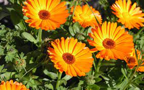 Calendula: More than a beautiful flower.